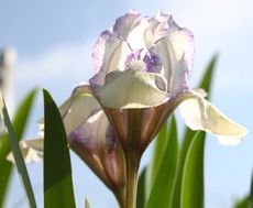Zwerg-Iris-1.jpg